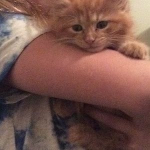 Meet your Posher, Allie